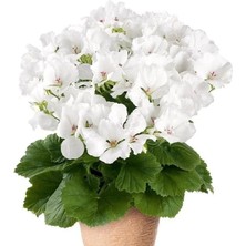 MutluPaket Clarion White Beyaz Çiçekli Sardunya Canan Çiçeği Fidesi (1 Fide)