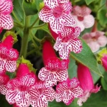 MutluPaket Özel Frances Kohleria Japon Küpelisi Çiçeği Fidesi (Mini Potta)