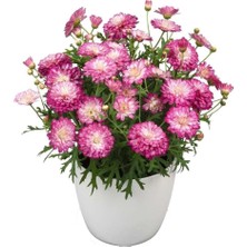 MutluPaket Özel Tür Aramis Double Strawberry Cream Katmerli Çeşme Papatyası Çiçeği Fidesi (1 Fide)