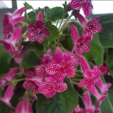 MutluPaket Özel Rongo Kohleria Japon Küpelisi Çiçeği Fidesi (Mini Potta)