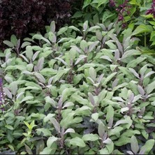 MutluPaket Mandala Purpur Adaçayı Fidesi (2 Fide )