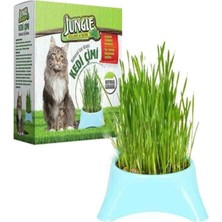 Hepta Collection -Fileli Kedi Çimi