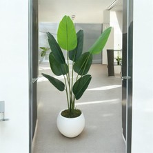 Asel İri Starliçe Orta Boy 140 Cm