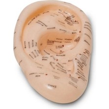 Luord-Store Kulak Akupunktur Modeli Detaylı Nokta Gösterimi