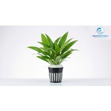 Aqua Expert Akvaryum Bitkileri Hygrophila Corymbosa Siamensis - Kolay Akvaryum Bitkisi - Saksılı - 5 Kök