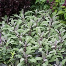 Tacir Depo Mandala Purpur Adaçayı Fidesi (2 Adet )