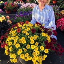 Tacir Depo Sarkıcı Beautical Yellow Sun Petunya Çiçeği Fidesi (1 Adet Fide)