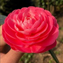 Tacir Depo Mini Saksıda Katmerli Pembe Katmerli Kamelya Fidesi (5-10 Cm)