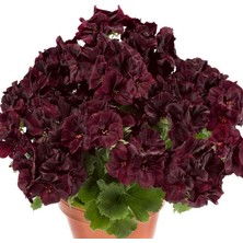 Tacir Depo Özel Çeşit Nadir Aristo Black Velvet Sardunya Çiçeği Fidesi (1 Adet)