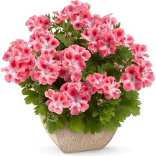 Tacir Depo Özel Çeşit Nadir Pink White Clarion Canan Çiçeği Fidesi (1 Adet)