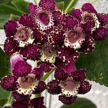 Tacir Depo Rt's Blue Red Kohleria Japon Küpelisi Çiçeği Fidesi (Mini Potta)