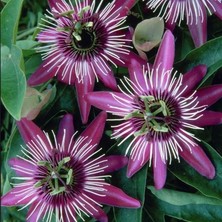 Tacir Depo Tüplü Soğuklara Dayanımlı Pembe Çiçekli Passiflora Victoria Çiçeği Fidanı