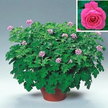 Tacir Depo Gül Kokulu Sivrisinek Kovucu Grandeur Odorato Rose Sardunya Fidesi(1 Adet)