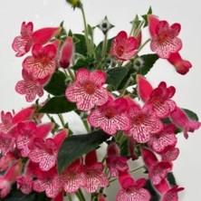 Tacir Depo Özel Çeşit Manchu Kohleria Japon Küpelisi Çiçeği Fidesi (Mini Saksıda)