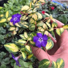 Tacir Depo Herdem Yeşil Imagine Soğuklara Karşı Dayanımlı Vinca Minor Çiçeği Fidesi (1 Adet)