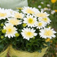 Tacir Depo Katmerli Double Clear White Bodrum Papatyası Çiçeği Fidesi (1 Adet Fide)