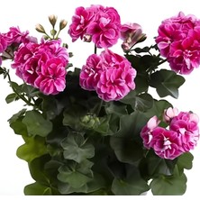 Tacir Depo Nadir Bitki Katmerli Sarkan Grandeur Ivy Stardust Sakız Sardunya Fidesi (1 Adet)