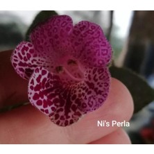 Tacir Depo Özel Çeşit Ni's Perla Kohleria Japon Küpelisi Çiçeği Fidesi (Mini Potta)