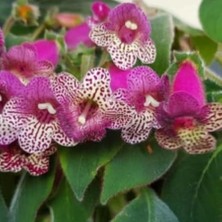 Tacir Depo Özel Çeşit Srg's Bitter Chocolate  Kohleria Japon Küpelisi Çiçeği Fidesi (Mini Potta)