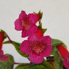 Tacir Depo Özel Çeşit Yf's Liv Kohleria Japon Küpelisi Çiçeği Fidesi (Mini Potta)