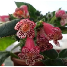 Tacir Depo Özel Çeşit Lys Freckles Beauty Kohleria Çiçeği Fidesii (Mini Potta)