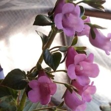 Tacir Depo Özel Çeşit x Gloximannia Arion Kohleria Çiçeği Fidesi Kohleria Japon Küpelisi Çiçeği Fidesi (Mini Potta)