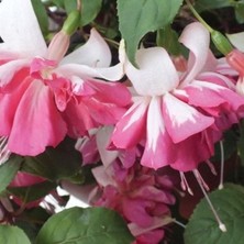 Tacir Depo Xxl Çiçekli Katmerli Marbeller Double White Pink Küpe Çiçeği Fidesi (1 Adet)