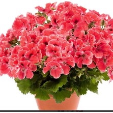 Tacir Depo Aristo Orange Sardunya Canan Çiçeği Fidesi (1 Adet)