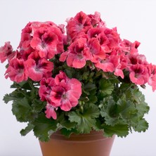 Tacir Depo Aristo Salmon Sardunya Canan Çiçeği Fidesi (1 Adet)