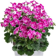 Tacir Depo Pac Angeleyes Pink Sardunya Canan Fidesi (1 Adet)