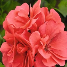 Tacir Depo Sarkan Grandeur Ivy Salmon Sakız Sardunya Fidesi (1 Adet)