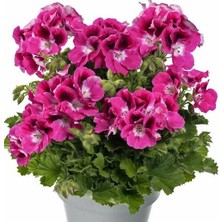 Tacir Depo Aristo Magento Fuşya Sardunya Canan Çiçeği Fidesi (1 Adet)