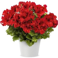 Tacir Depo Bright Red Aristo Sardunya Canan Çiçeği Fidesi (1 Adet)