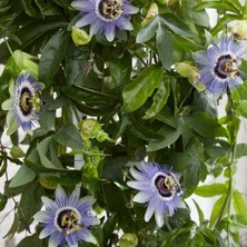 Tacir Depo Kolay Bakımı Olan Tüplü Passiflora Caerulea Mavi Çiçekli Passiflora Çiçeği Fidanı