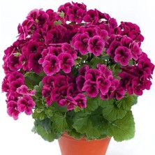 Tacir Depo Clarion Violet Menekşe Çiçekli Sardunya Canan Çiçeği Fidesi (1 Adet)