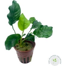 NetX Canlı Bitki L155 Anubias Barteri Var Nana (Wringle Leave)