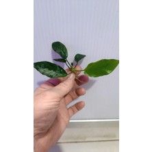 NetX Canlı Bitki L019 Anubias Barteri Var Nana