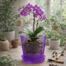 Şeffaf Mor Burgu Desenli Orkide Saksısı 1,3 Litre | Drenajlı, Modern Tasarım Saksı