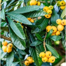 Bitkifidan 6 Yaş Malta Eriği (Yeni Dünya) Fidanı