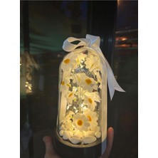 UltraMint LED Işıklı Papatya Fanusu, Sevgili ve Öğretmenler Günü Hediye Seçeneği