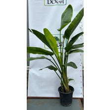 Starliçe Cennet Kuşu Çiçegi Salon Bitksi Ofis Çiçeği