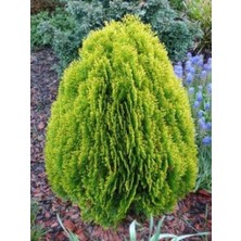 Afyon Doğa Peyzaj Altunitop Mazı