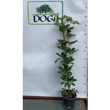 Afyon Doğa Peyzaj Şeflera  Salon Ofis Bitkisi 100 cm  Tekdallı