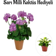 UltraMint Mor Sardunya Fidanı, Sevgililer Günü Için Özel Hediye