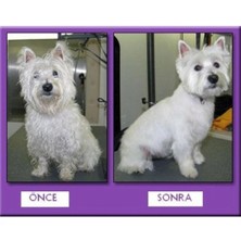 Kanonik Education Profesyonel Kedi Köpek Ve Evcil Hayvan Traş Makinesi Elektrikli