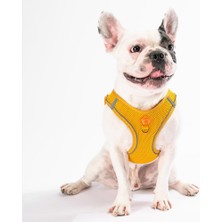 Delixa Pawstar Gold Air-Mesh Göğüs Tasması Kedi Köpek Göğüs Tasması Gold 3xs