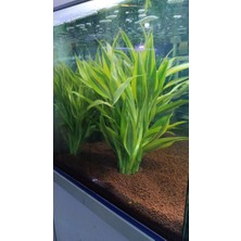 NetX Canlı Bitki L064 Dracaena Sanderiana