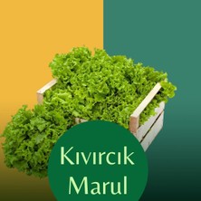 Yerli Yazlık Kıvırcık Marul 50 Adet Tohum