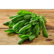 Tere 15 Adet Yerli Tohum