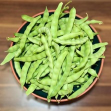 Sırık Ayşe 15 Adet Kılçıksız Yerli Tohum